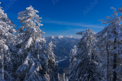 Winter panorama of fir trees covered with white frozen snow and mountains in the background © Creatikon Studio