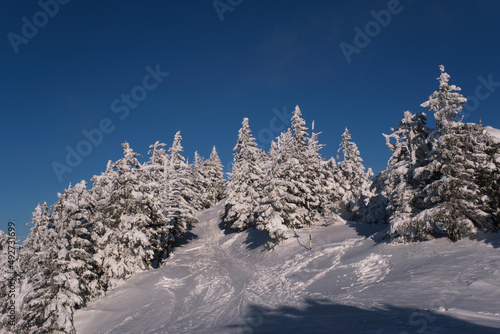 Winter wonderland in the mountains. Hiking path on top of mountain through spruces covered in frozen snow. Blue sky and white trees winter background