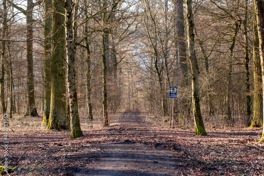 Fototapeta premium The long forest path