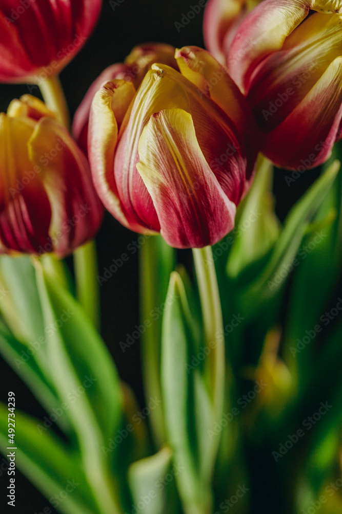Naklejka premium tulip flower decoration