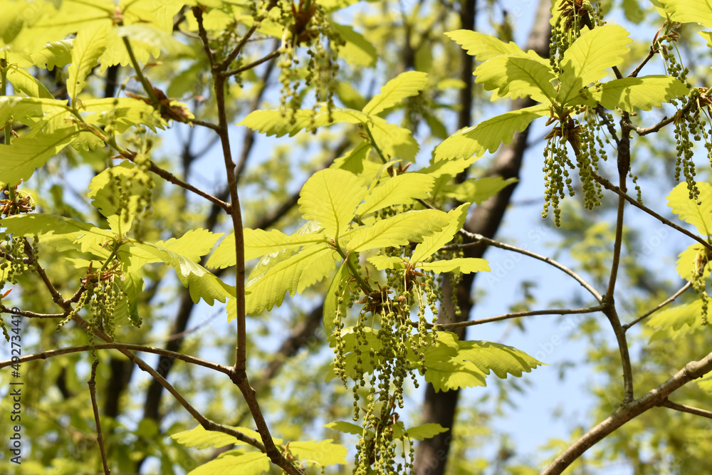Obraz premium 신갈나무 수꽃이 활짝피었다.
