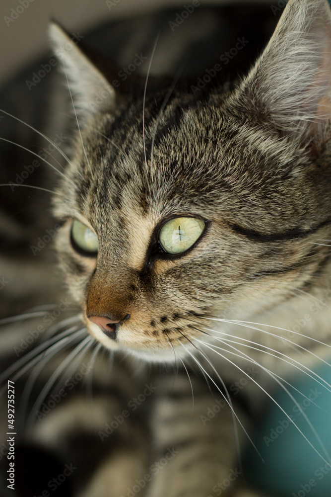 portrait de chat