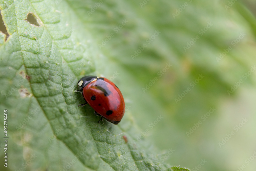 coccinelle coccinelle