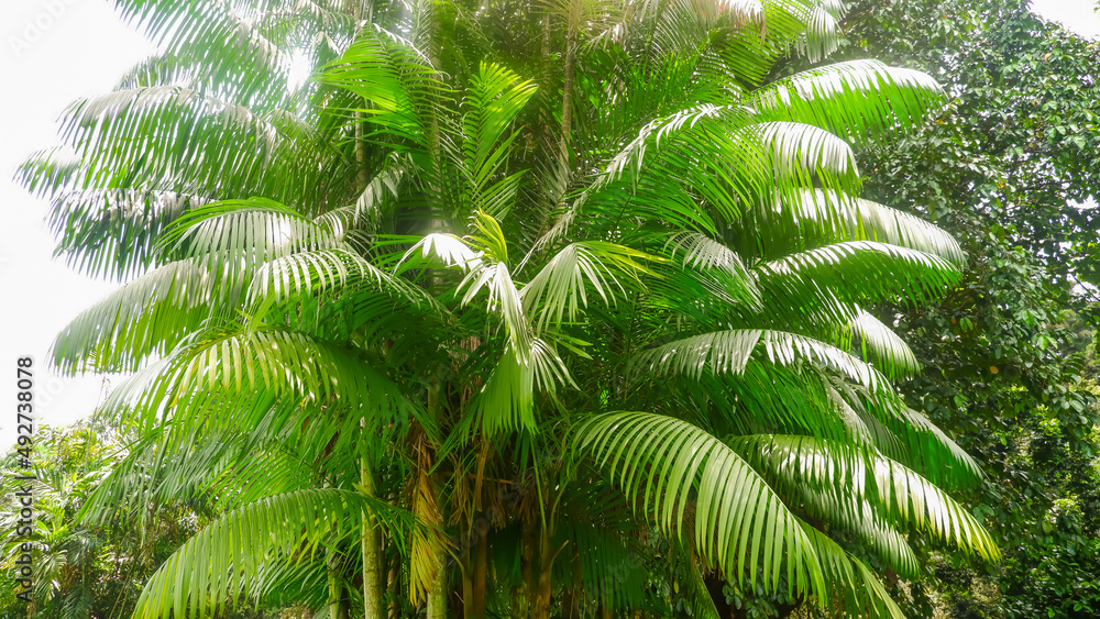 Fototapeta premium fern leaves in the wind