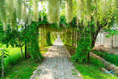 beautiful tree arch on tunnel