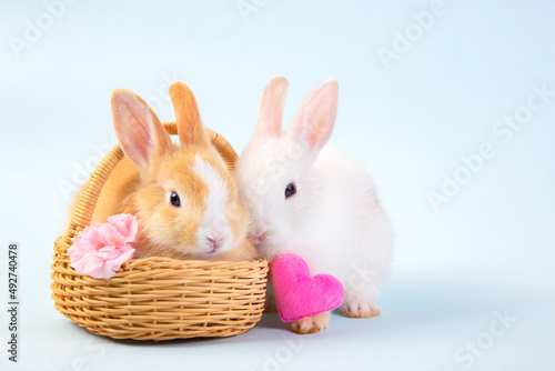 Easter bunny and eggs concept.
