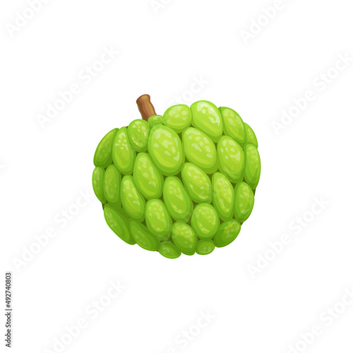 Tropical fruit cherimoya or custard apple isolated. Vector exotic food snack, guanabana, graviola soursop. Healthy organic sugar apple, cherimoya or chirimoya chirimuya tasty summer dessert