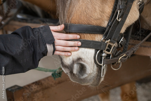 Fototapeta Naklejka Na Ścianę i Meble -  At the Riding school. Horseriding. Horse.