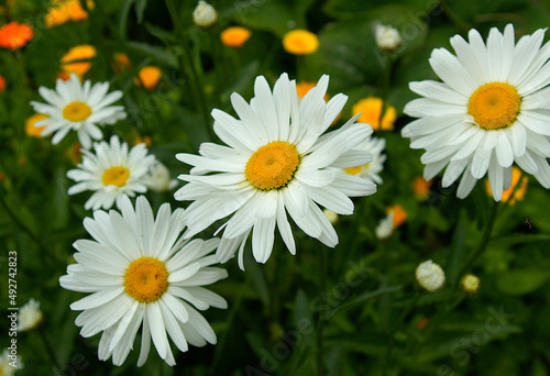 Chamomiles in the summer garden