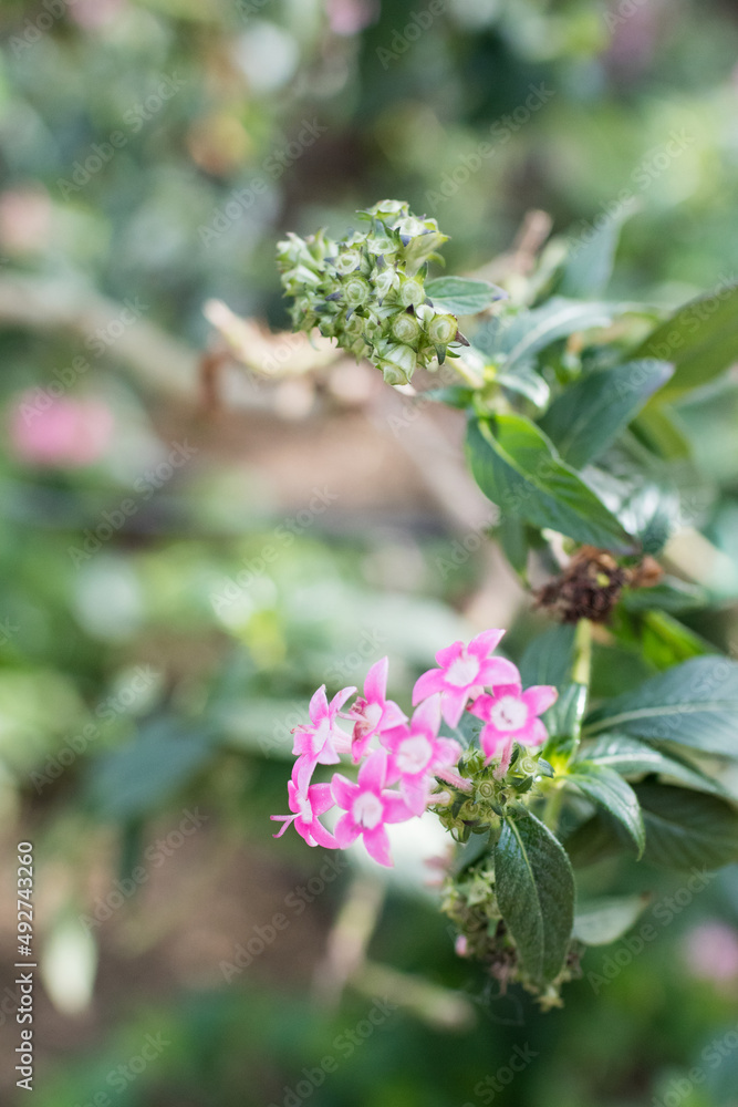 flowers blooming somewhere in the park flowers blooming somewhere in the park
