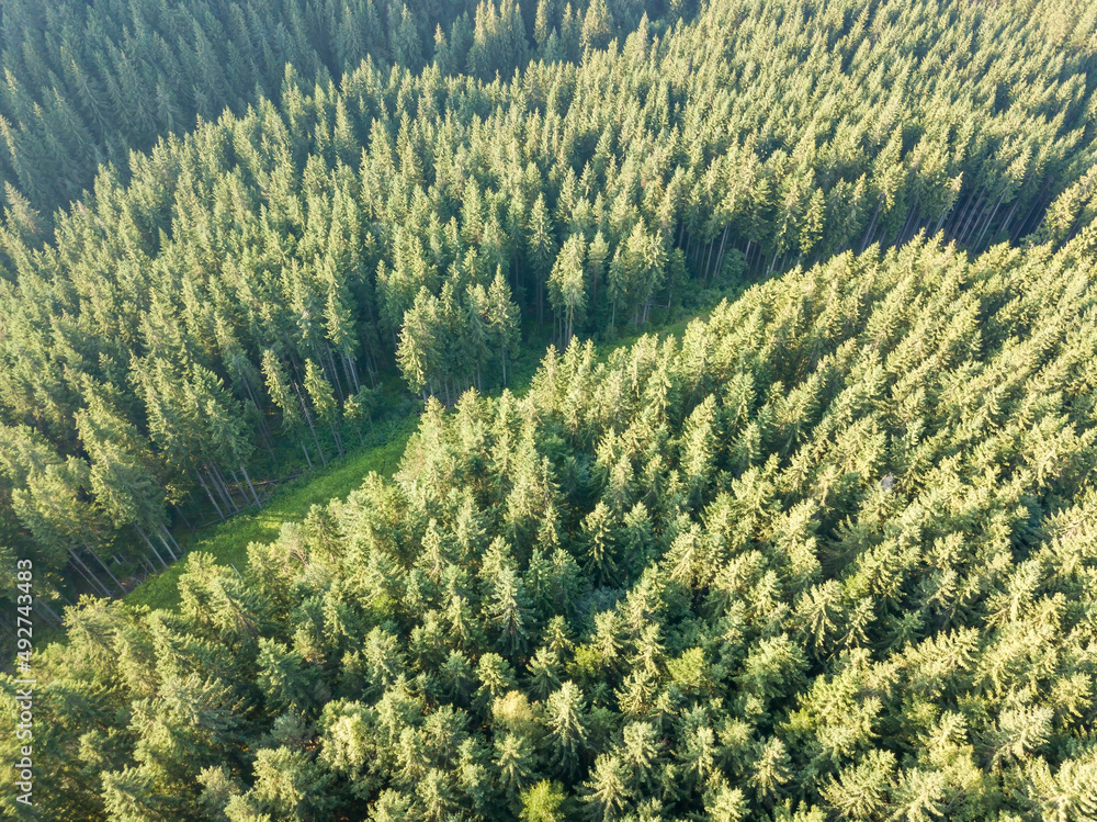 Coniferous trees on the slope of the mountain. Aerial drone view. Coniferous trees on the slope of the mountain. Aerial drone view.
