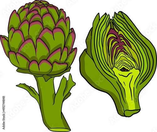 Artichoke bud. Healthy, fresh, farm vegetables. Hand drawn coloring artichoke isolated on white background.