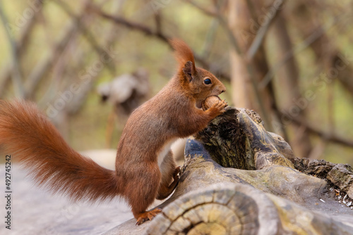 European red squirrel holding a nut in its paws © rhoenes