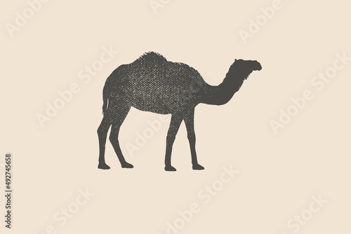 Silhouette of a humped camel is drawn with a stamp effect. Animal. Vintage emblem. Design element for shop, market, packaging, labels, and logo. Vector illustration.