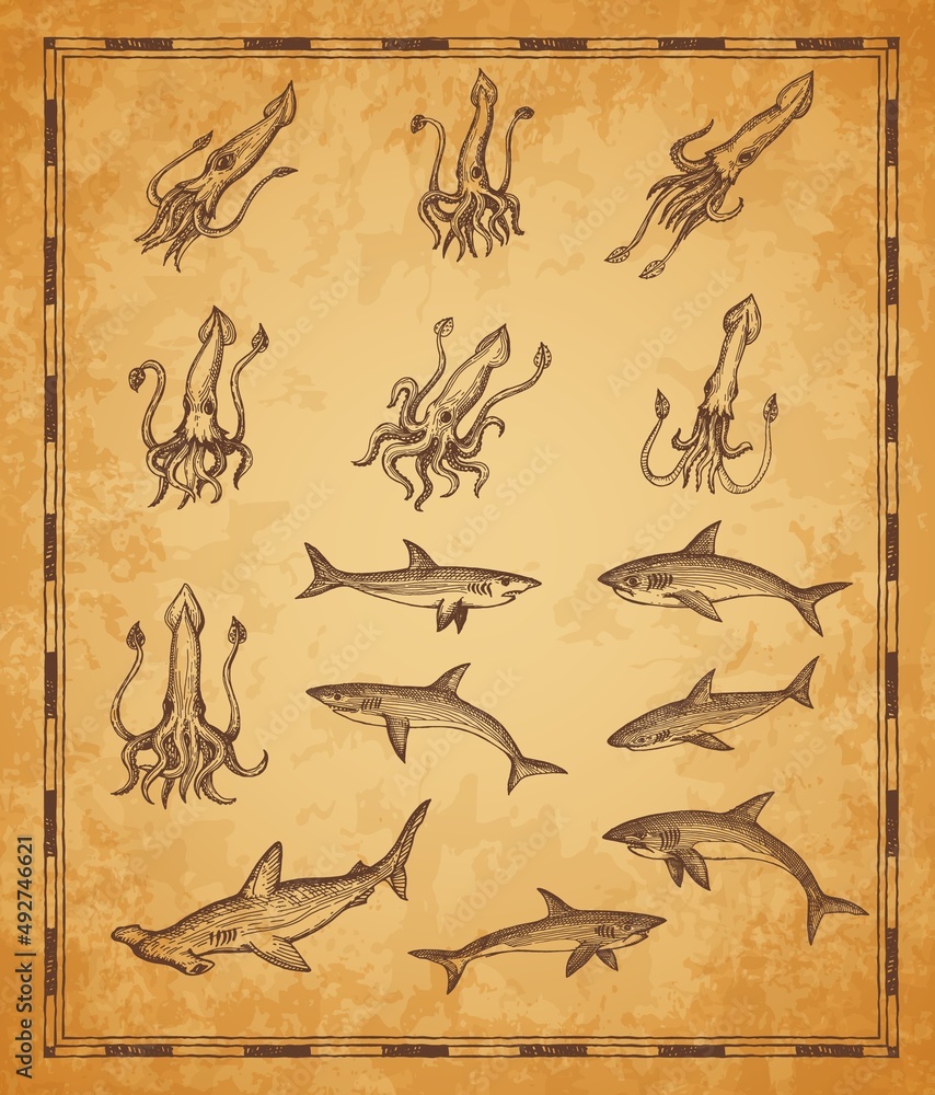 Vintage map elements. Squids, sharks and hammerhead shark, vector sketch. Sea map with retro ocean monsters, octopus kraken and fishes, nautical underwater on woodcut scroll