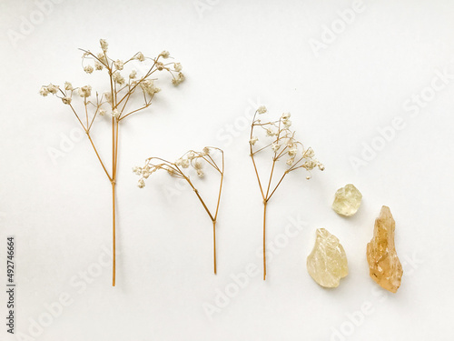 Set of natural resins and twigs of dried flowers , frankincense close-up on a white background	 photo