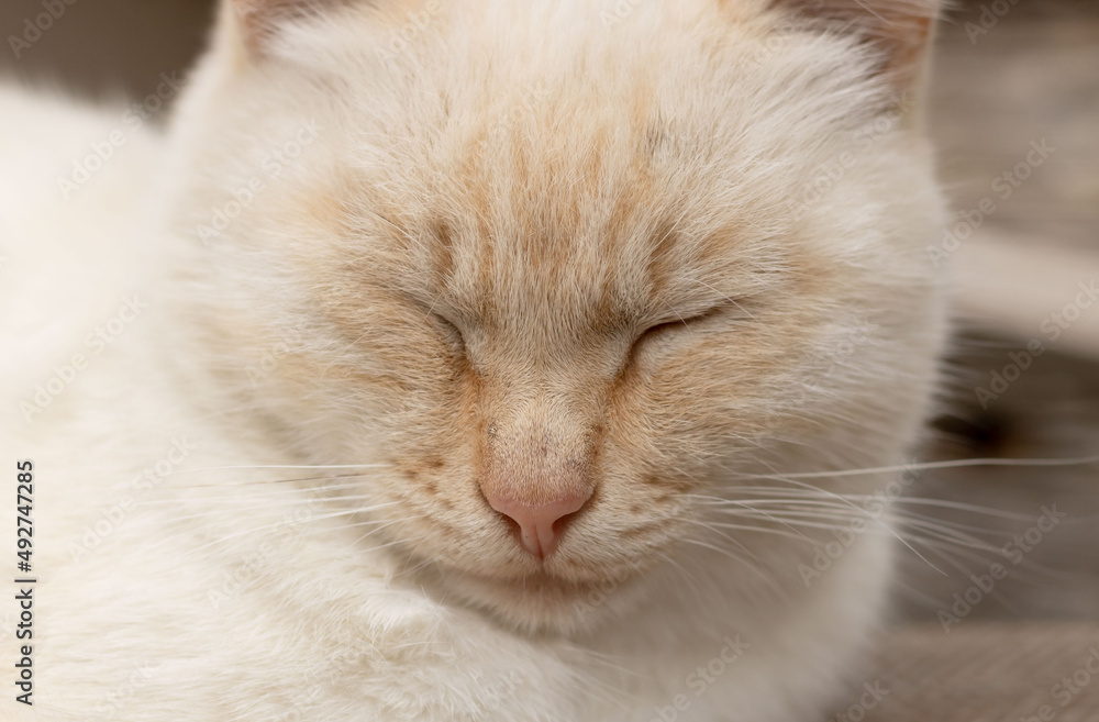 cute white cat closed his eyes sweetly. close up of a street cat that sleeps