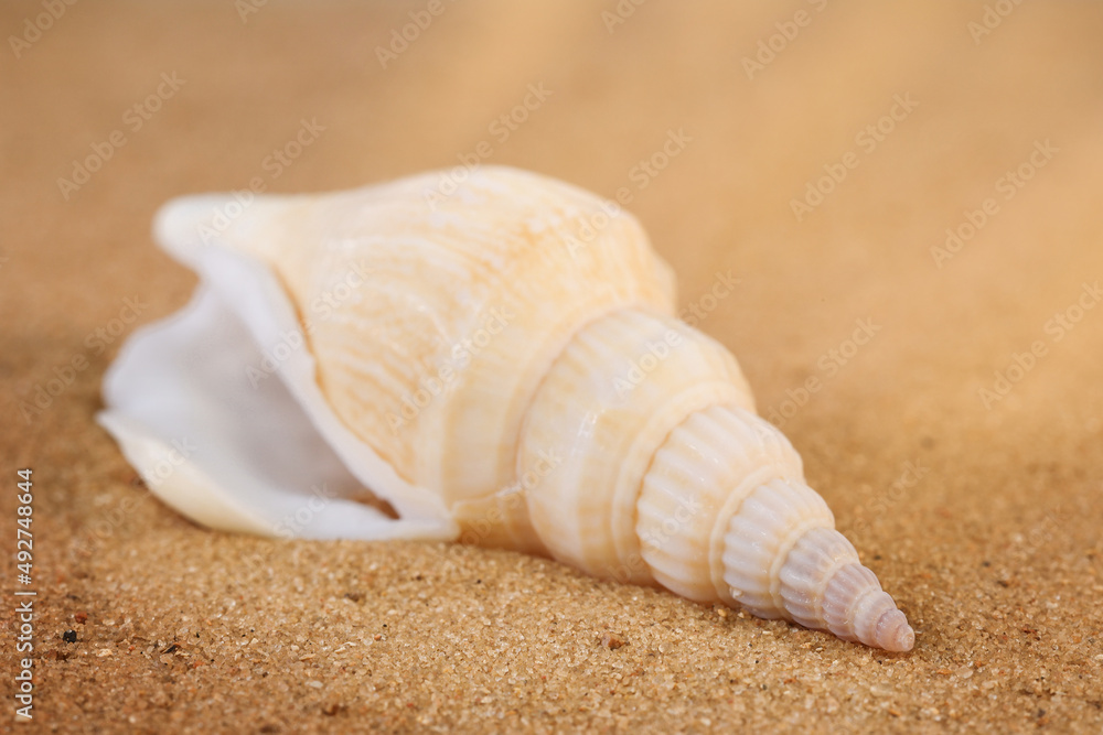 Long beige twisted shell on the sand Long beige twisted shell on the sand