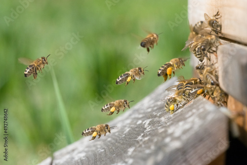 Heimkehr in den Bienenstock photo