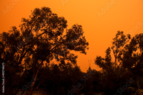 Eucalyptus forest covered by dust in the morning