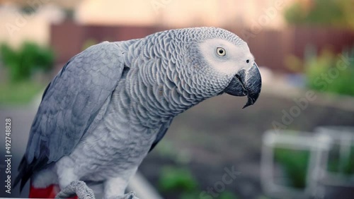 gray parrot sitting and looking at camera