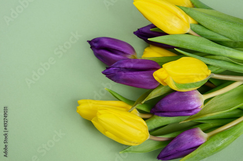 Yellow and purple tulips on a green background frame stock images. Spring fresh floral decoration photo. Spring tulip bouquet flower top view isolated on a green background with copy space for text