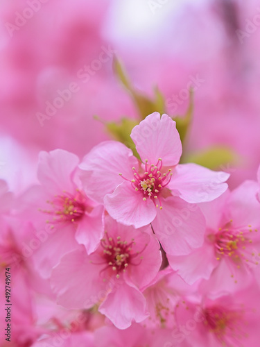 Close up kawazu cherry blossoms © takamiya