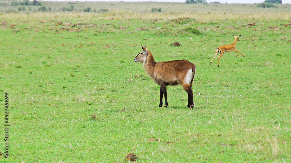 A female water goat or Redung antelope grazes in the middle of a grassy plain in Kenya. A female water goat or Redung antelope grazes in the middle of a grassy plain in Kenya.