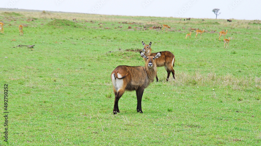 A herd of water goat antelopes graze on the grassy meadows of the Kenyan savannah in the national park. Antelopes near the lake
A herd of water goat antelopes graze on the grassy meadows of the Kenyan savannah in the national park. Antelopes near the lake