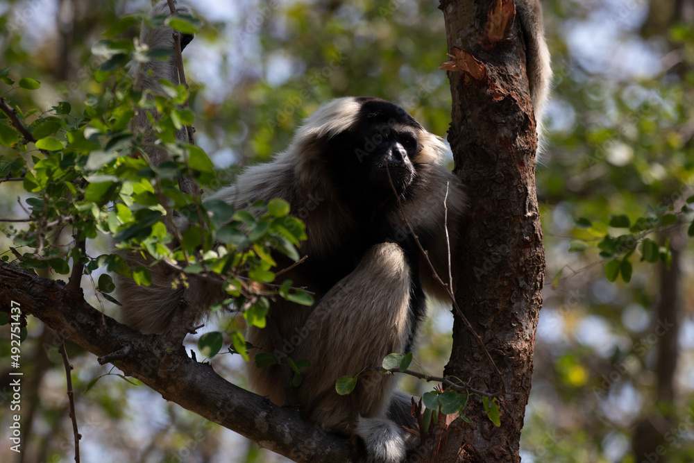 Close up Pileated gibbon