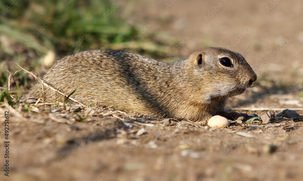 Ground squirrel Spermophilus citellus European, curious in the grass Ground squirrel Spermophilus citellus European, curious in the grass