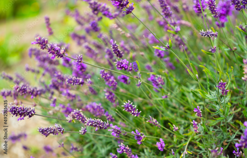 Lavender in bloom in a field. Natural plants as a background. Abstract composition for wallpaper. Large resolution photo for the design.