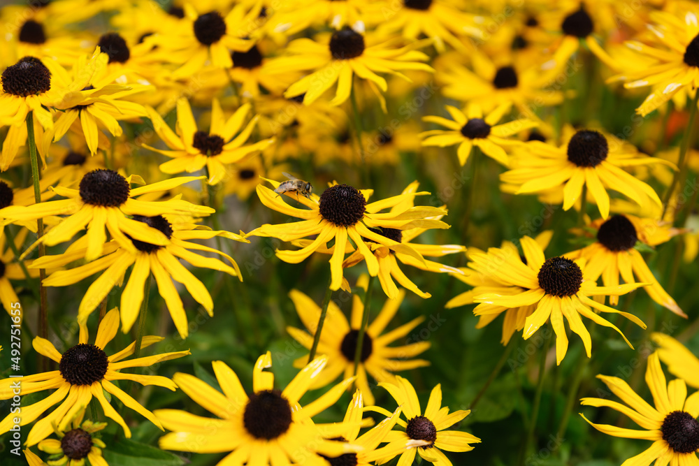 Blooming flowers in the garden. Natural plants as a background. Abstract composition for wallpaper. Large resolution photo for the design.. Blooming flowers in the garden. Natural plants as a background. Abstract composition for wallpaper. Large resolution photo for the design..