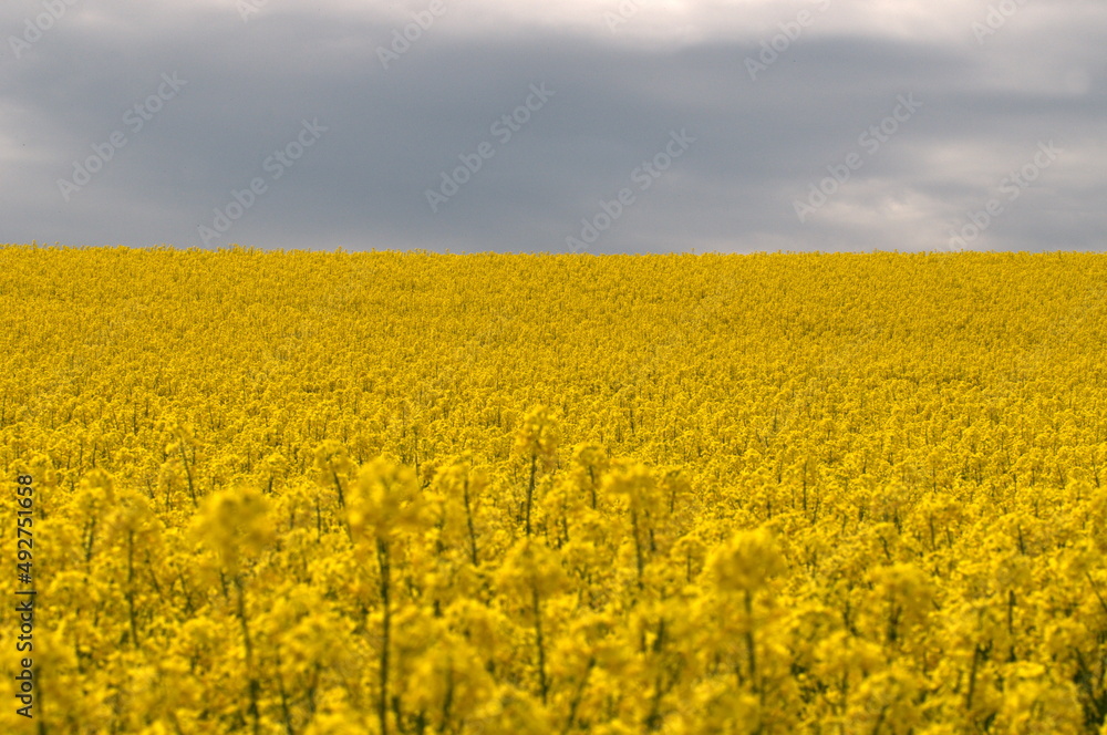 rapeseed yellow field with blue sky rapeseed yellow field with blue sky