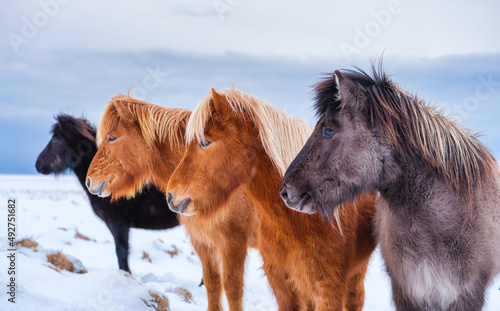 Horses in Iceland. Wild horses in a group. Horses on the Westfjord in Iceland. Composition with wild animals. Travel -image