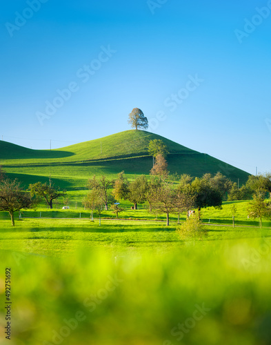 Tree on top of the hill. Landscape before sunset. Fields and pastures for ani...