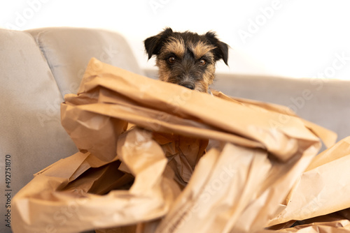 Fotografía disobedient dog is making a mess in the apartment