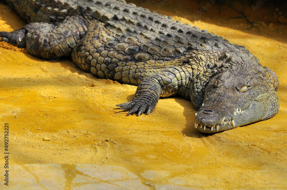 Obraz premium Crocodile