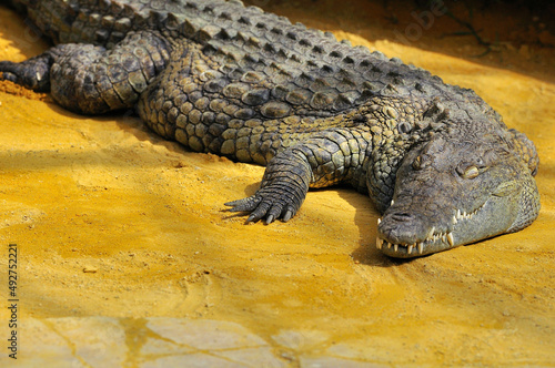 Crocodile