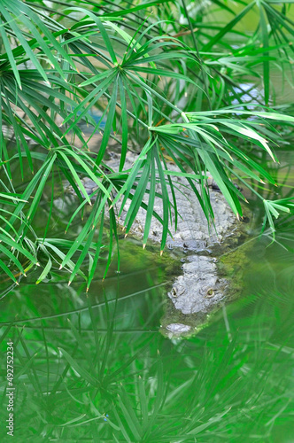 Fototapeta Naklejka Na Ścianę i Meble -  Crocodile