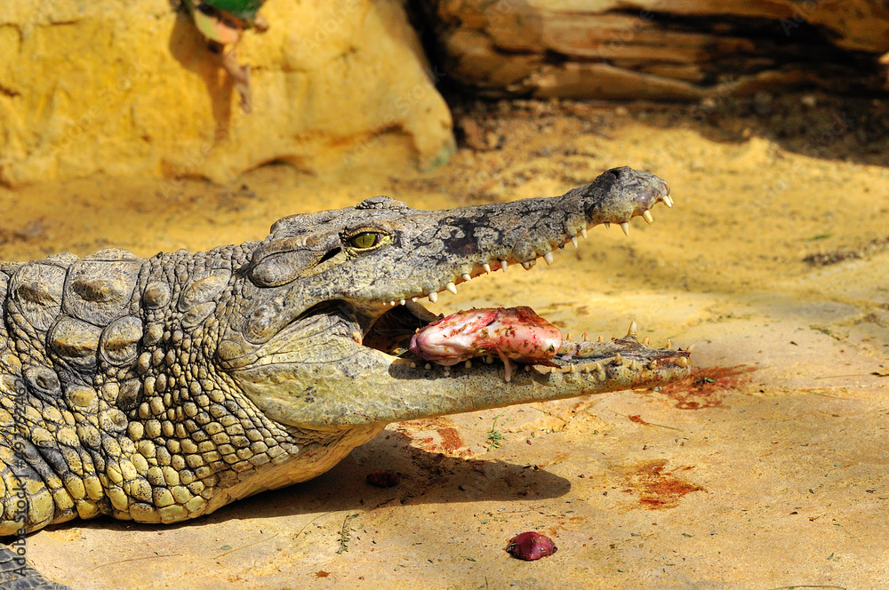 Obraz premium Crocodile