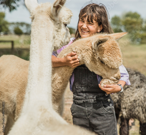 child girl feeding an alpaca on natural background, llama on a farm, domesticated wild animal cute and funny with curly hair used for wool