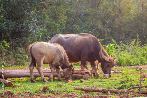 a pair of wild buffalo at the mountain in twilight time.