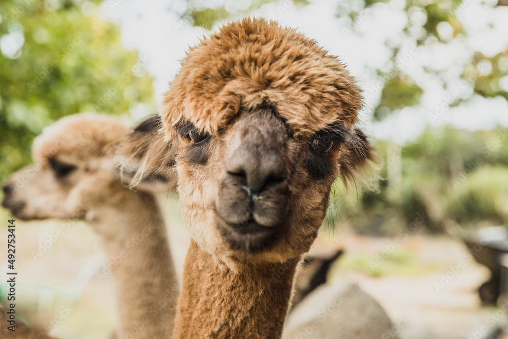 alpaca on natural background, llama on a farm, domesticated wild animal cute and funny with curly hair used for wool