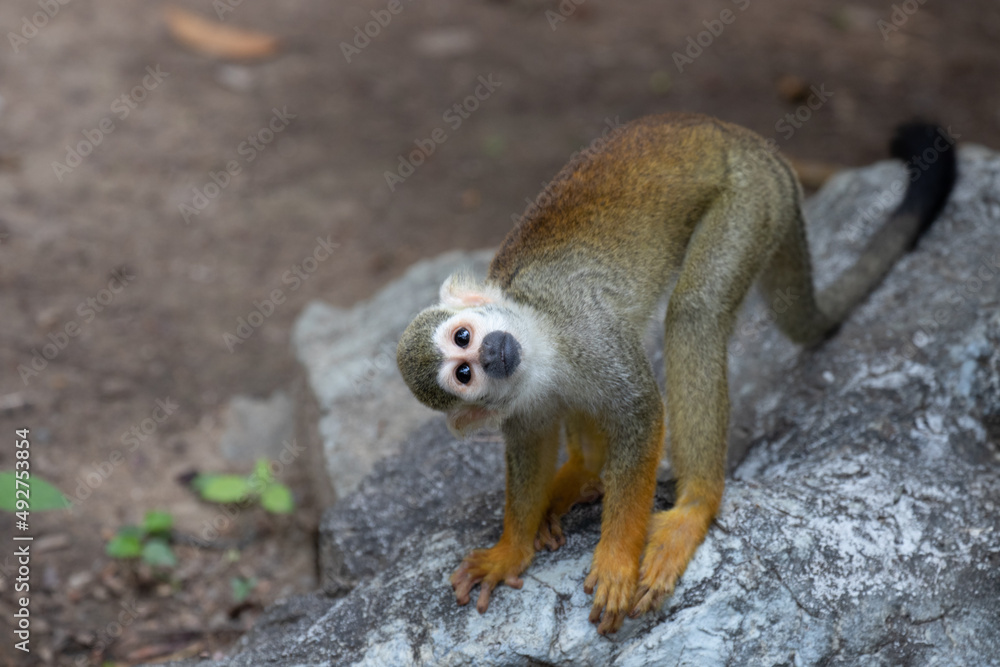 Obraz premium Close up Common Squirrel Monkey, Saimiri Sciureus