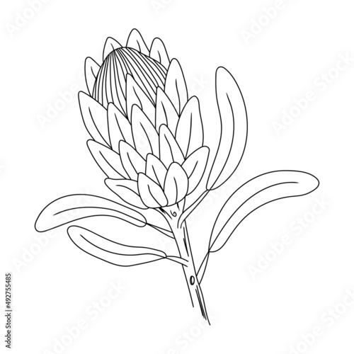 Hand drawn flower Protea on a white isolated background. Doodle  simple outline illustration. It can be used for decoration of textile  paper and other surfaces.