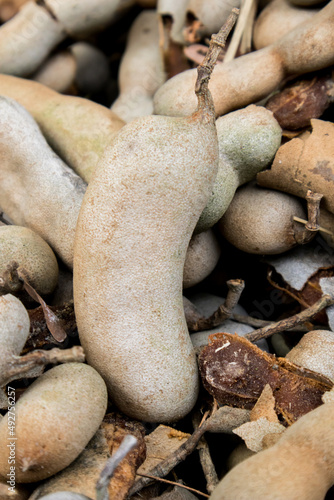 Tamarind harvested from the plant and placed in a stack. photo