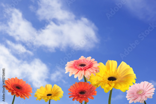 Many colorful gerbera flowers under blue sky on sunny day