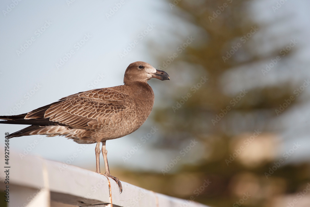 brown Australian seagull known as 'Pacific Gull brown Australian seagull known as 'Pacific Gull
