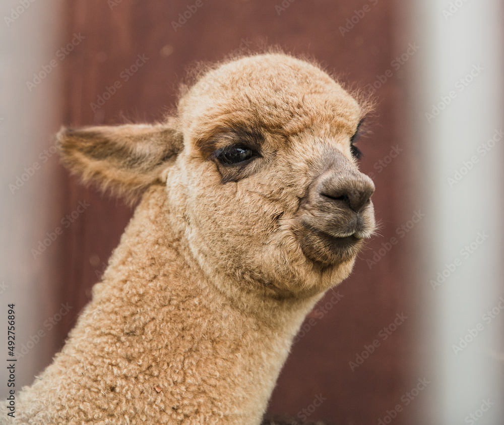 Obraz premium alpaca on natural background, llama on a farm, domesticated wild animal cute and funny with curly hair used for wool